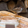 Bild: Regen, Vogel, Aschenbecher