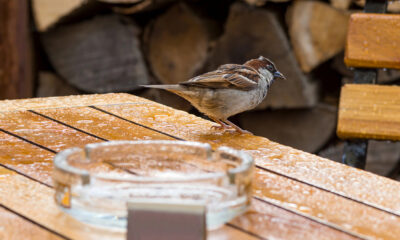 Bild: Regen, Vogel, Aschenbecher