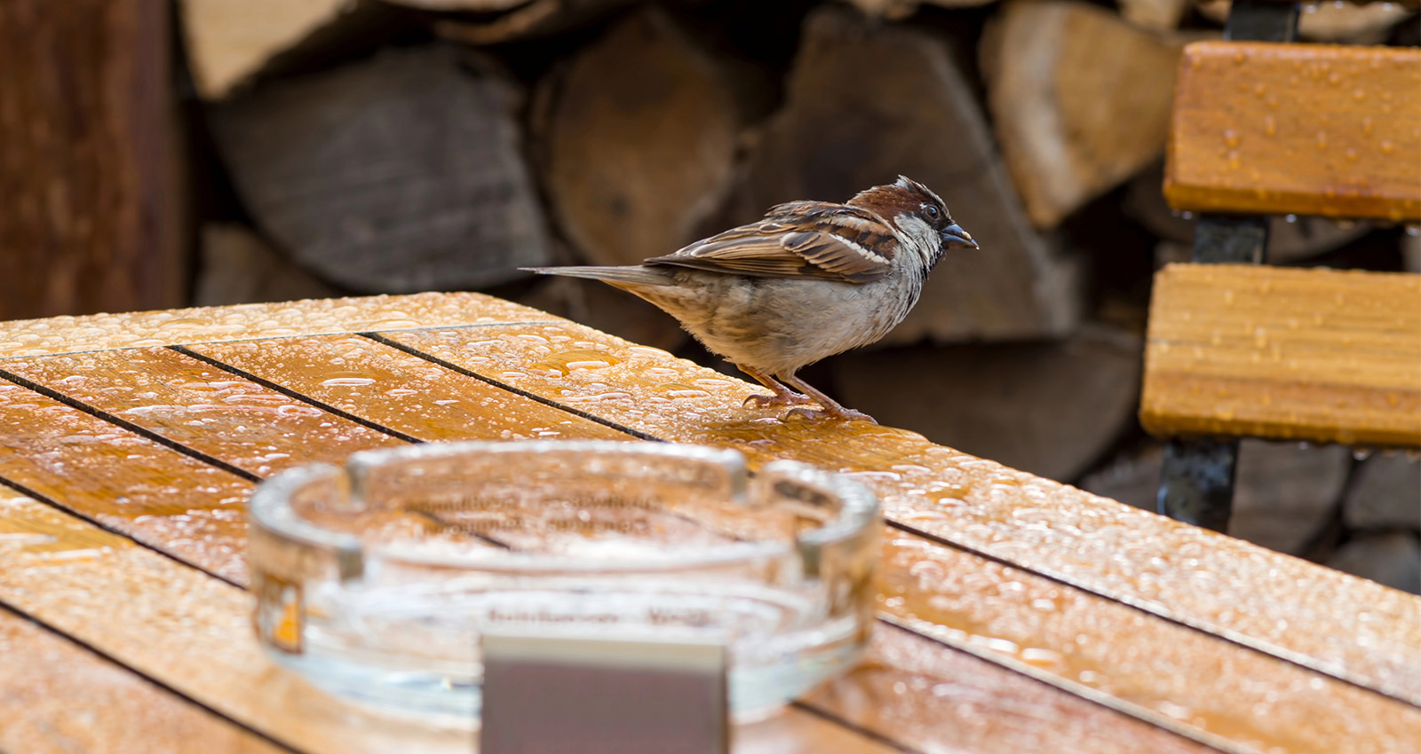 Bild: Regen, Vogel, Aschenbecher